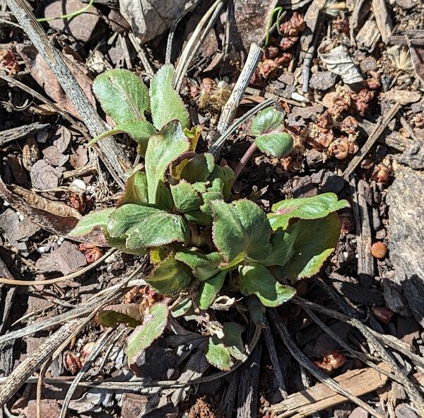 Heartleaf Golden Alexander zizia aptera emerging in spring