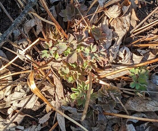 Red-Columbine-aquilequia-canadensis-emerging-in-spring