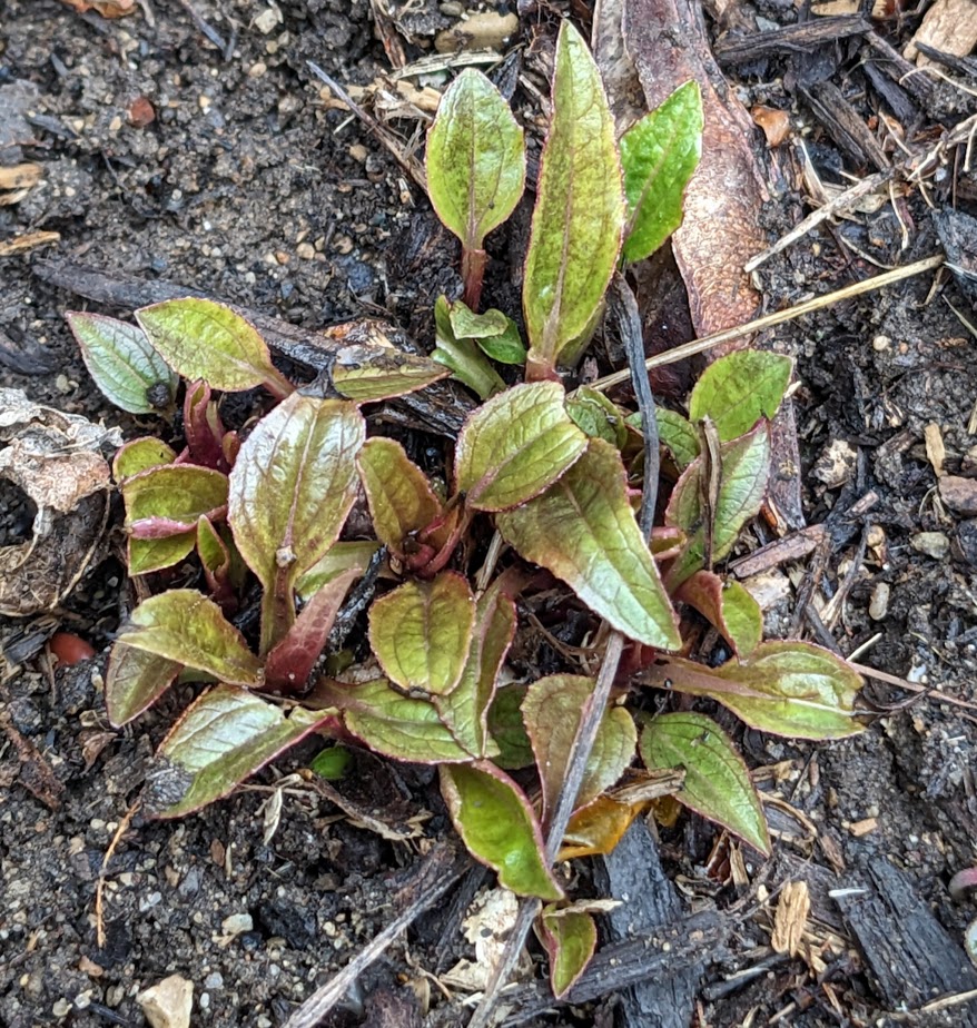 echinacea purpurea coneflowers emerging in spring