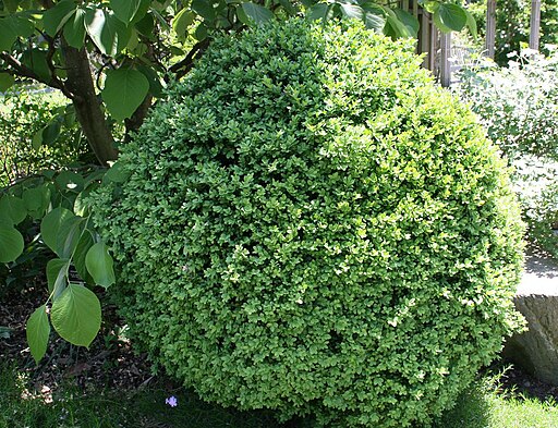 Have Boxwood Blight? Try a Native Shrub as Replacement