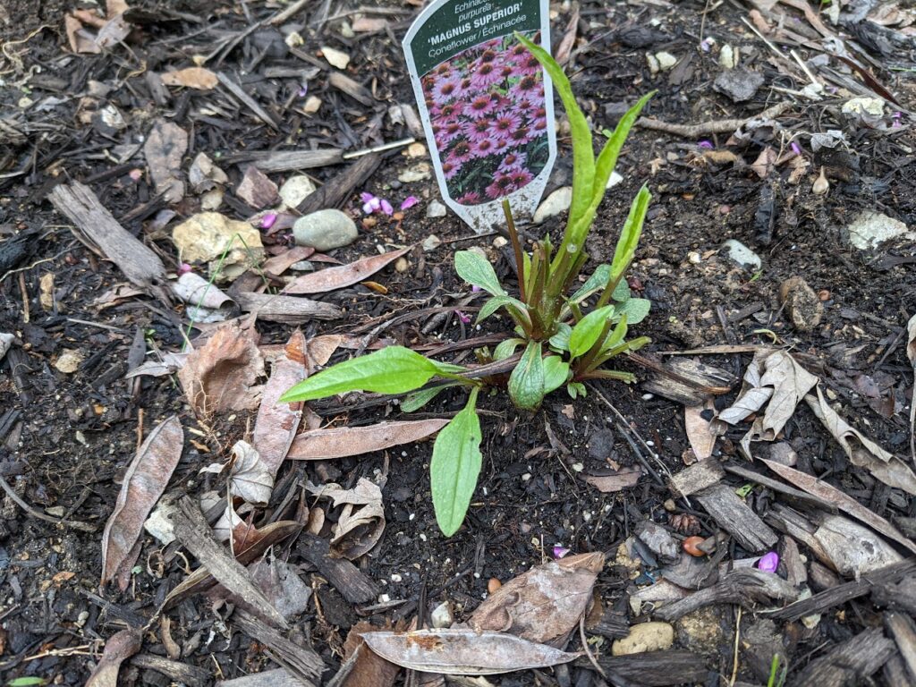 echinacea (purple coneflower) eaten by rabbit