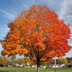 sugar maple