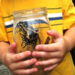 raising caterpillars in jar