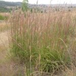 andropogon gerardii big bluestem